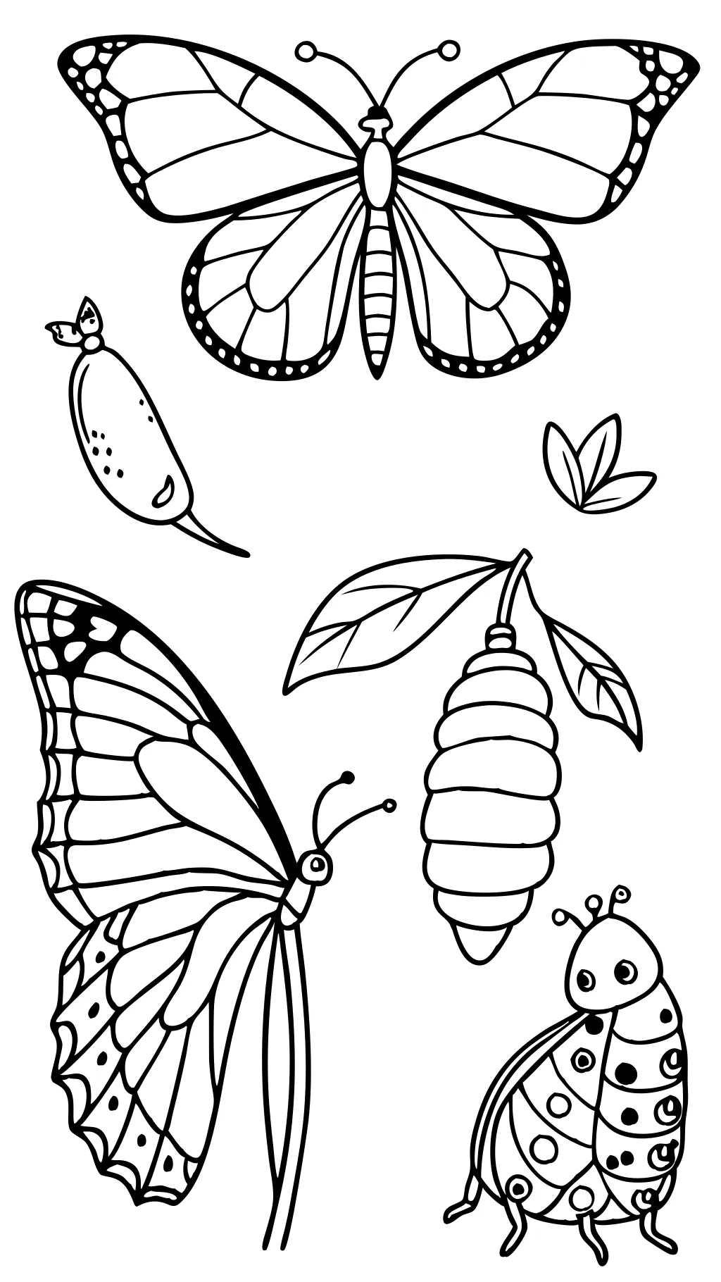 Página de coloración del ciclo de vida de mariposa